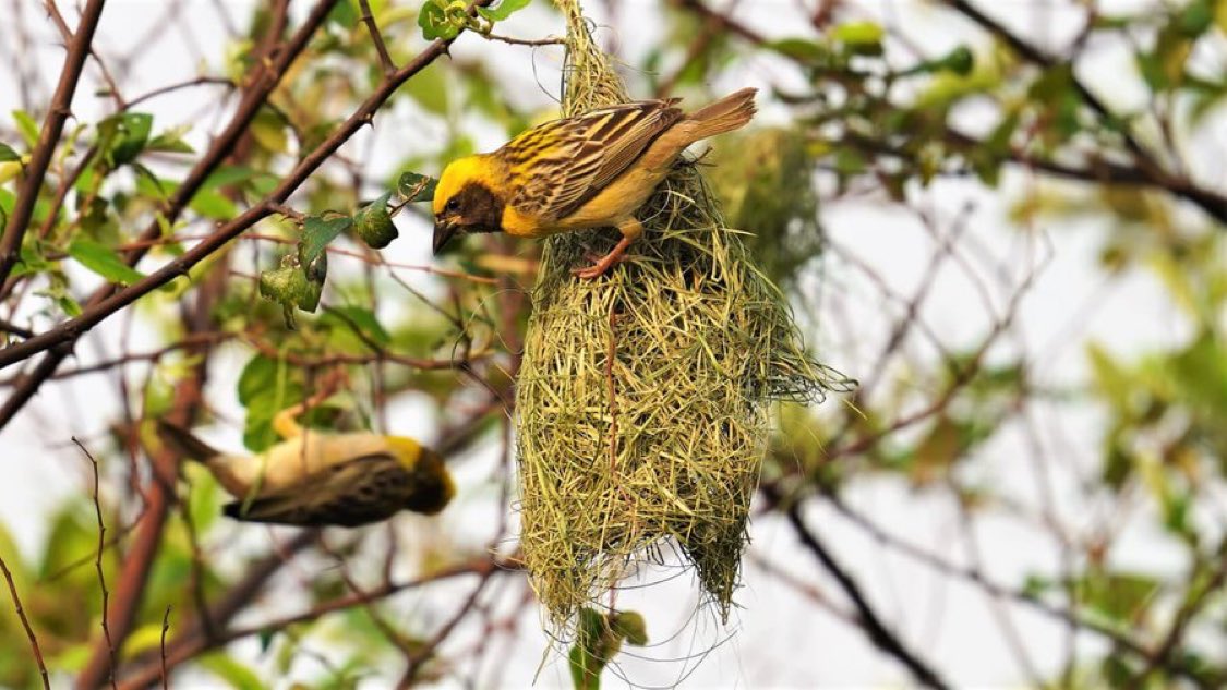 rameshpandeyifs's tweet photo. Nesting season of Baya weavers has begun. Males are busy in making half nests and wooing females to inspect them and give their approvals so that they can finalise the nests and breed in monsoon. Males abandon nests in case females disapprove them. Interesting to watch. https://t.co/vJC9ELgYQK