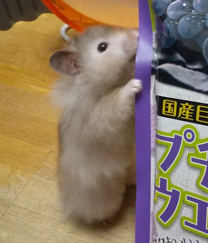 ぼくの好きな匂いする〰️🍇😋

#くぅ 🐹🩵🌈