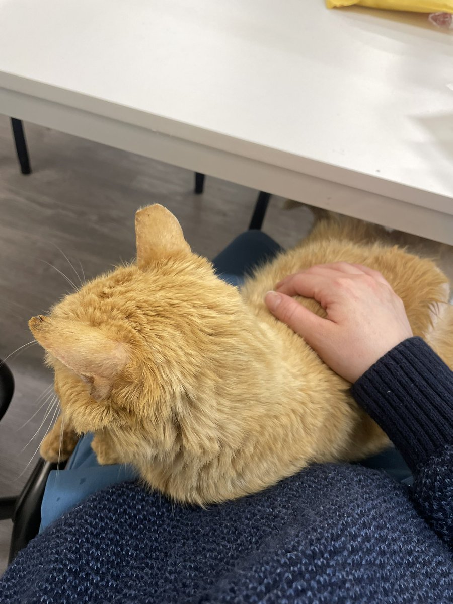 I think Mr. Perfect dreamed of this for years - to be safe, to not feel sick and in so much pain every day. To be clean, to have a full belly. Just to simply lay on a human's lap - such a small thing to us, but it means everything to a cat like him who suffered alone for so long.