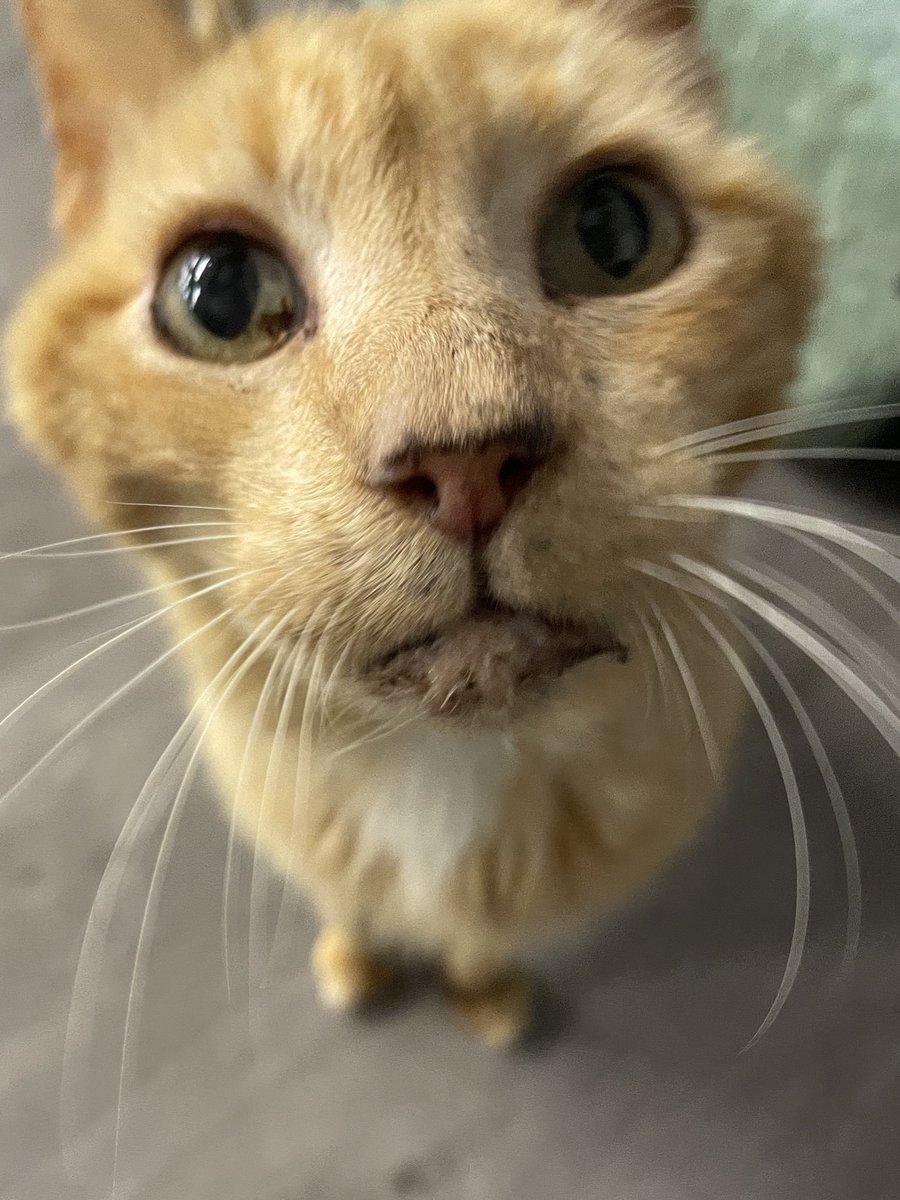 feederofcats's tweet photo. maybe I'm just feeling extra emotional today but... this is a top notch cat. These janks are so good and seeing the light return to their eyes is the best feeling ❤️

I know I can't save them all but dang it I'm gonna save as many as I can https://t.co/nc59ro388P