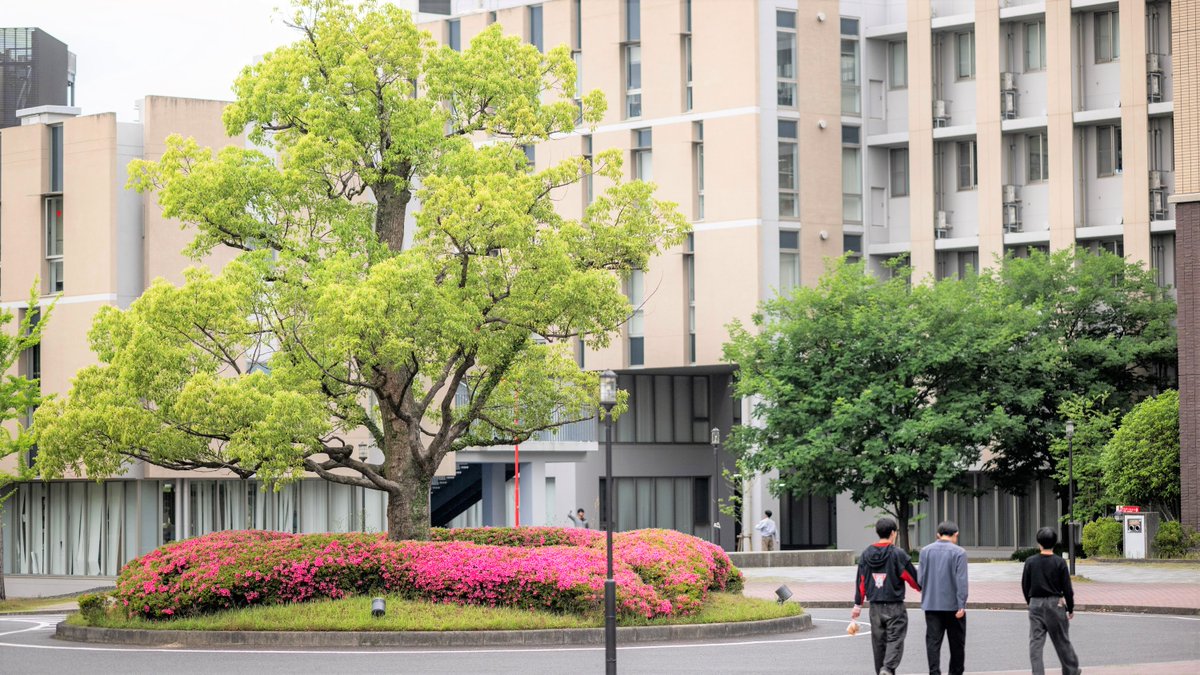 【 #Rの風景 】新緑のBKC🌿

びわこ・くさつキャンパス（BKC）の
新緑も見てみたい ‼と、
リクエストいただきましたので
お届けします📸
ぜひご覧ください☺

アクロスウィング前の
桜の木が新緑に衣替えしています🍃

来週は
大阪いばらきキャンパス（OIC）の
新緑をお届け予定です✨