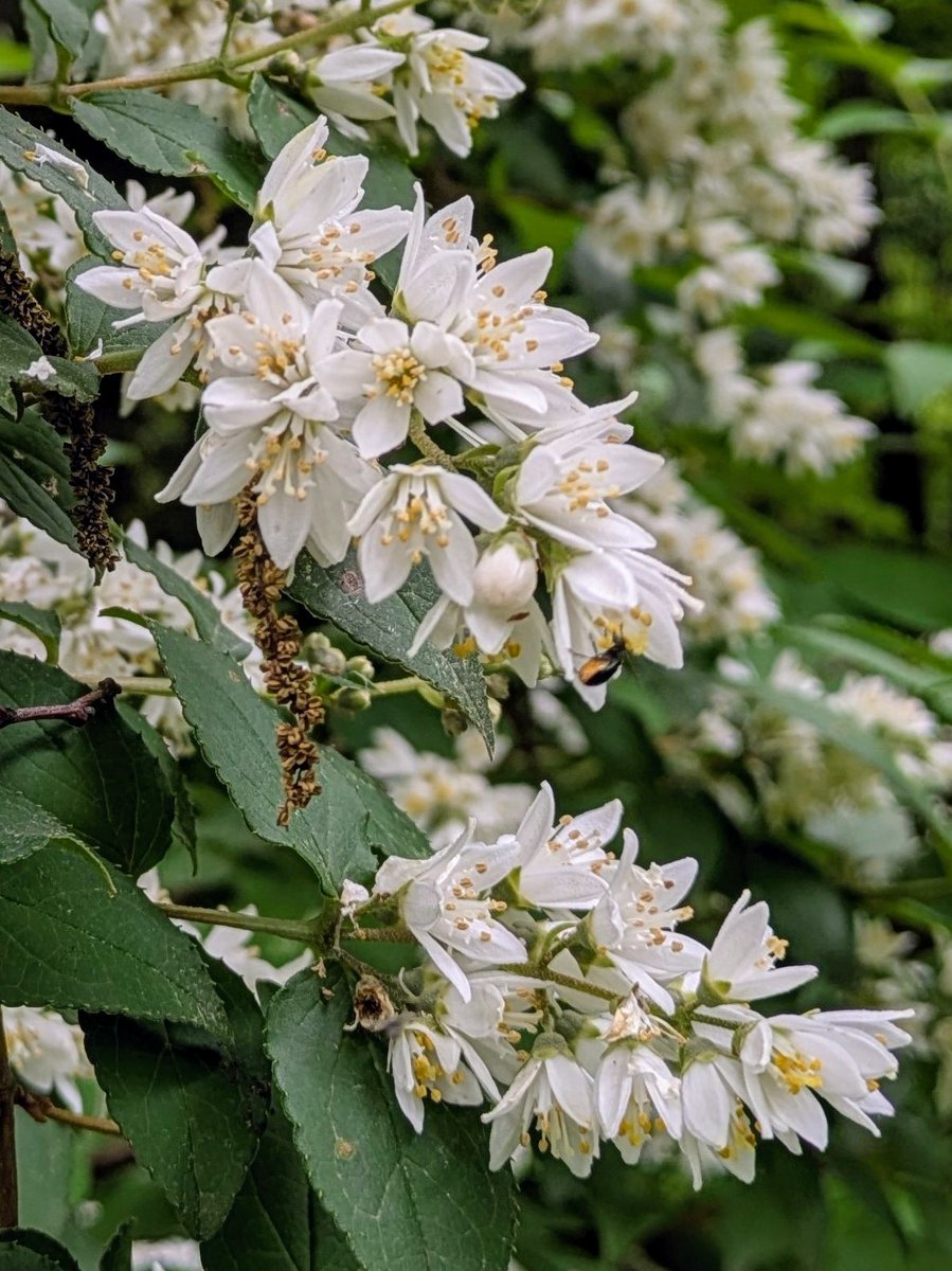 ５月２９日㊍☁

本日【のぶ】は定休日です🙇‍♂️

★こんにゃくの日★
「こん(５)にゃ(２)く(９)」
の語呂合わせ。ちょうど今の時期、
種芋の植付けが行われます。

☘️新宿御苑(ウツギ)🥀