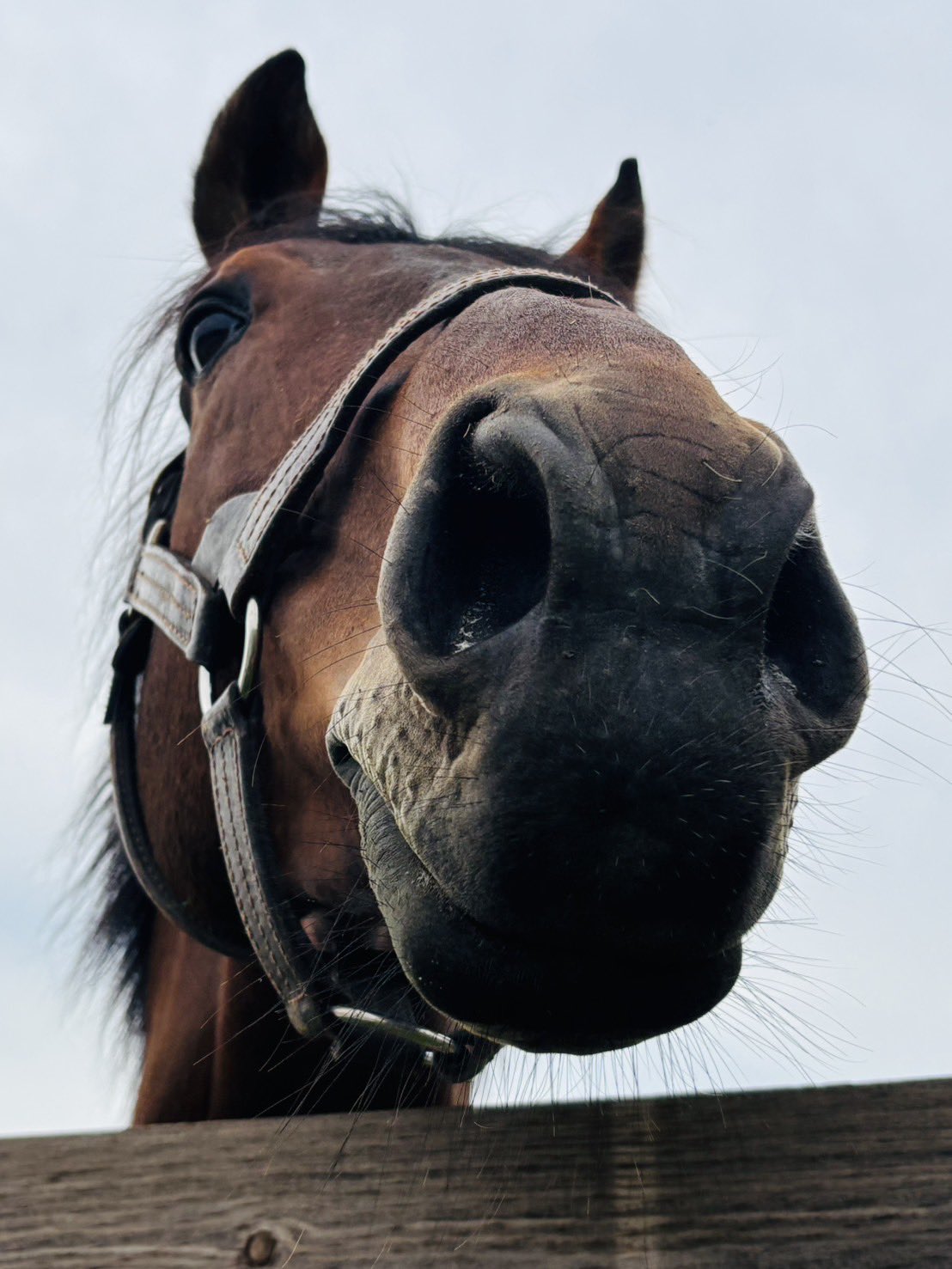 オルフェーヴルさま確認ページ♡ オルフェーヴル(天井) (@Orfevre_um) / X