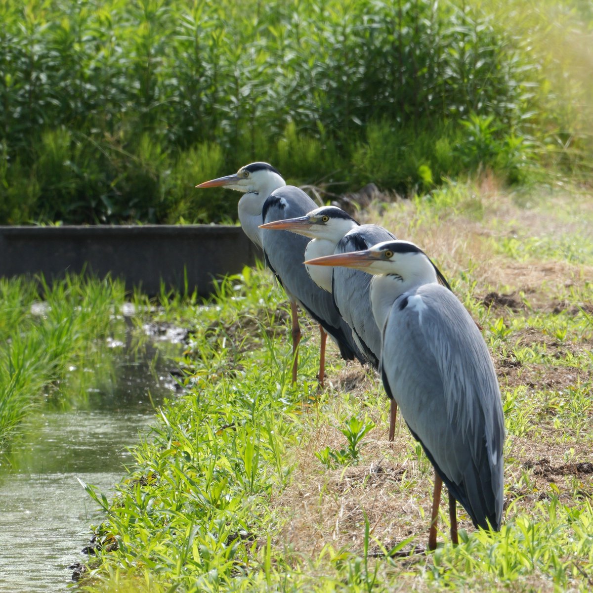 chibiko_todo's tweet image. 整列！ #アオサギ