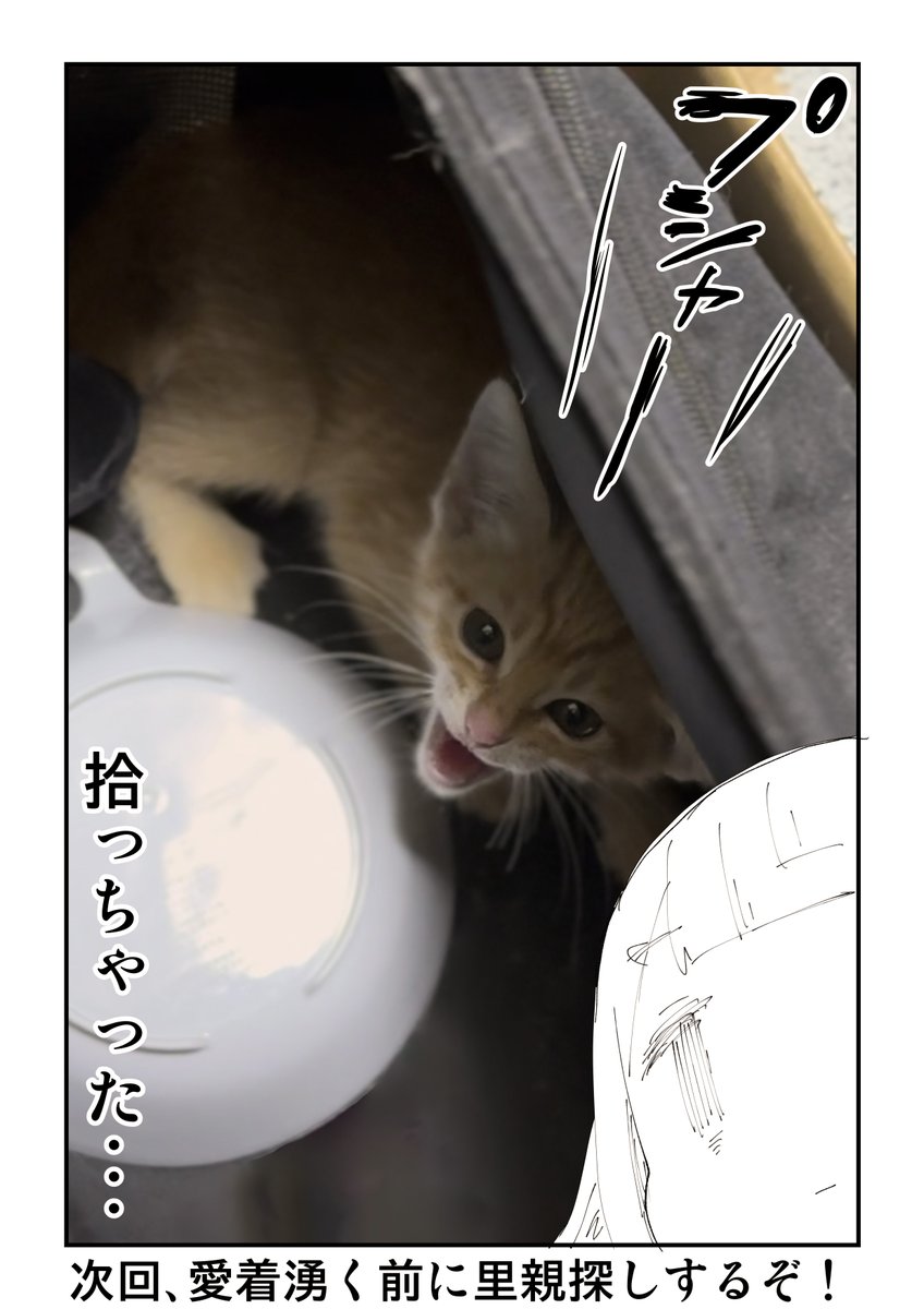 猫を拾ったらメンタルがズタボロになった話 6/13 