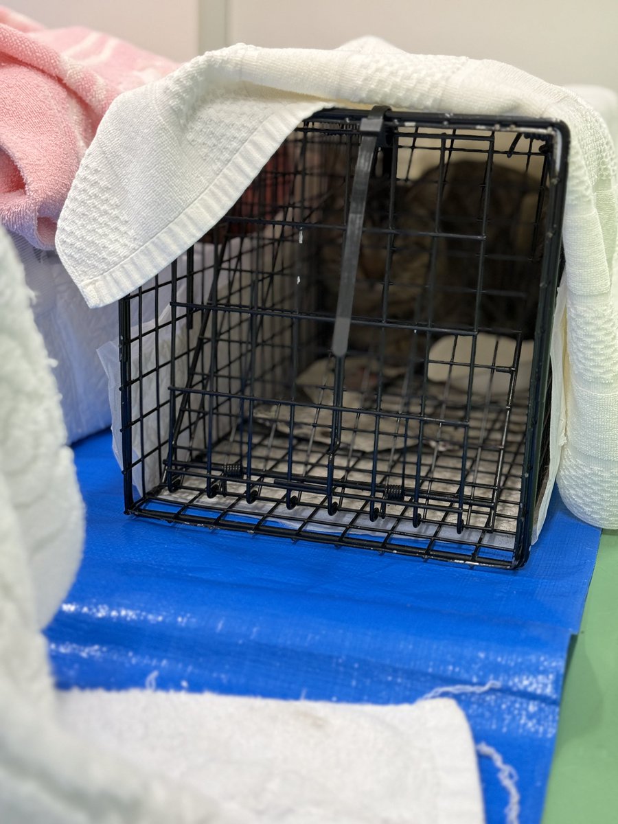 pet_gmist's tweet photo. 今日は多頭飼育問題による猫の不妊去勢手術専門のにゃんがたセンターさんへ😳

先生2人体制でオペ中でした🏥
麻酔で眠っている野良猫ちゃんの爪切りまで丁寧にされていて感激…

医院によって方針は違うけど、ここは出来るだけ傷口が小さいように手術する方針だろさそうです✨すごい！！ https://t.co/pwfEHkpCuo
