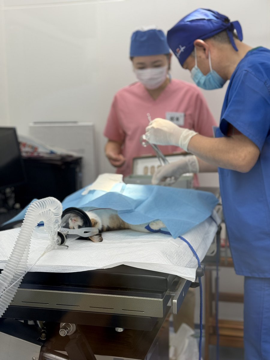 pet_gmist's tweet photo. 今日は多頭飼育問題による猫の不妊去勢手術専門のにゃんがたセンターさんへ😳

先生2人体制でオペ中でした🏥
麻酔で眠っている野良猫ちゃんの爪切りまで丁寧にされていて感激…

医院によって方針は違うけど、ここは出来るだけ傷口が小さいように手術する方針だろさそうです✨すごい！！ https://t.co/pwfEHkpCuo