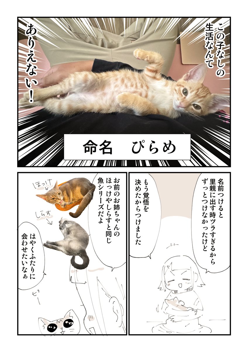 猫を拾ったらメンタルがズタボロになった話 9/13 