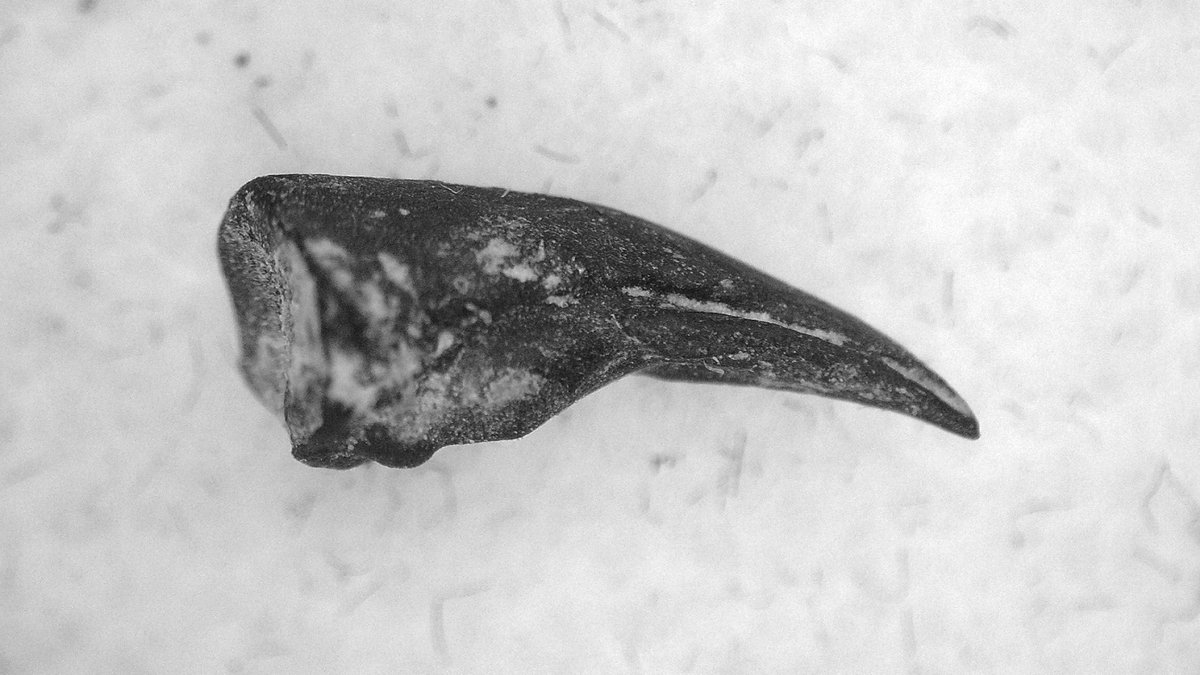 📷 RARE Permian Predator Claw! 📷
Mycterosaurus longiceps | Claw #2 – $150
📷 Richards Spur, Oklahoma
📷 Lower Permian (~290 million years ago)
📷 More reptile fossils available in our shop.
prehistoricfossils.com/.../mycterosau…
#FossilFinds #permianpredator #mycterosaurus #PrehistoricLife