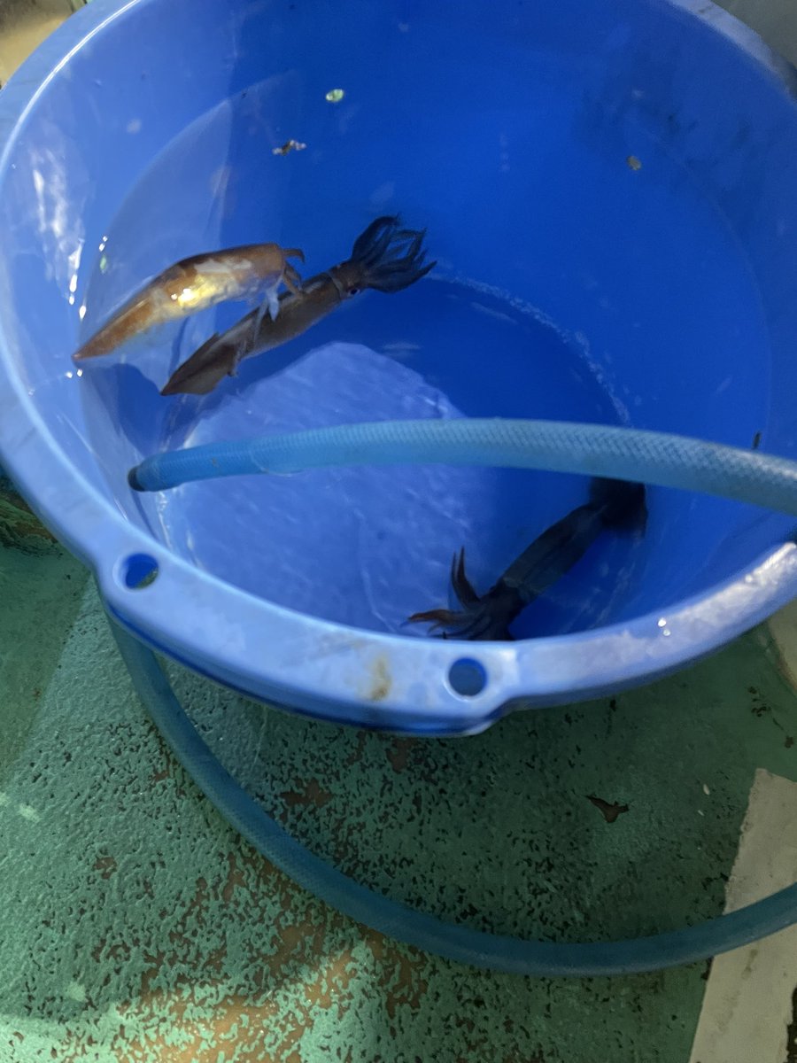 tsuritengu's tweet image. 昨夜、沼津のムギイカ釣り行ってきました！

初めての駿河湾
初めてのプラヅノ仕掛け

全くハマれず残り1時間まで３杯…
そこからコツを掴み始めてなんとか12杯、ツヌケ出来ました！

＃ライトゲームX_H190
＃シーボーグ100JL