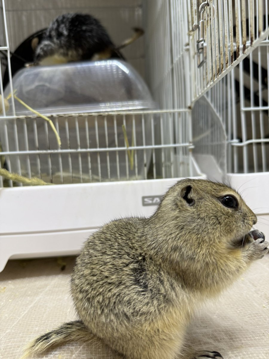 #デグー  #ジリス お互いに興味なし。