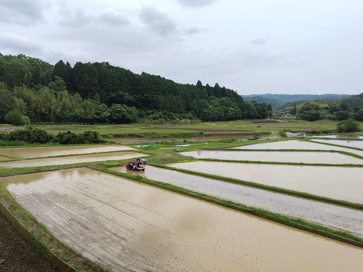#田染荘 #お田植え 始まっています #荘園 #荘園米 #荘園領主 #豊後高田市ふるさと納税 御田植祭は6月8日（日）
#荘園マルシェ も同時開催