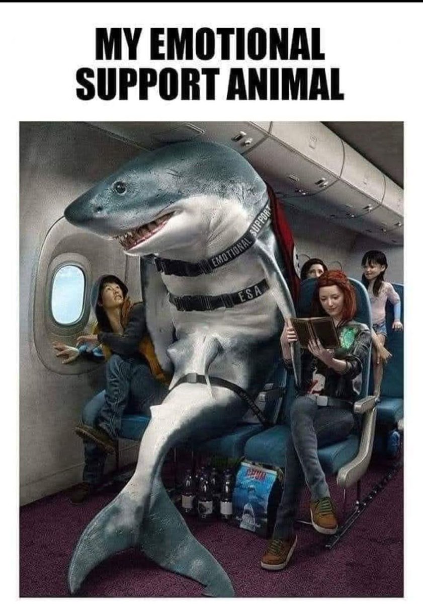 🐟 Indra 🐟 tweet media