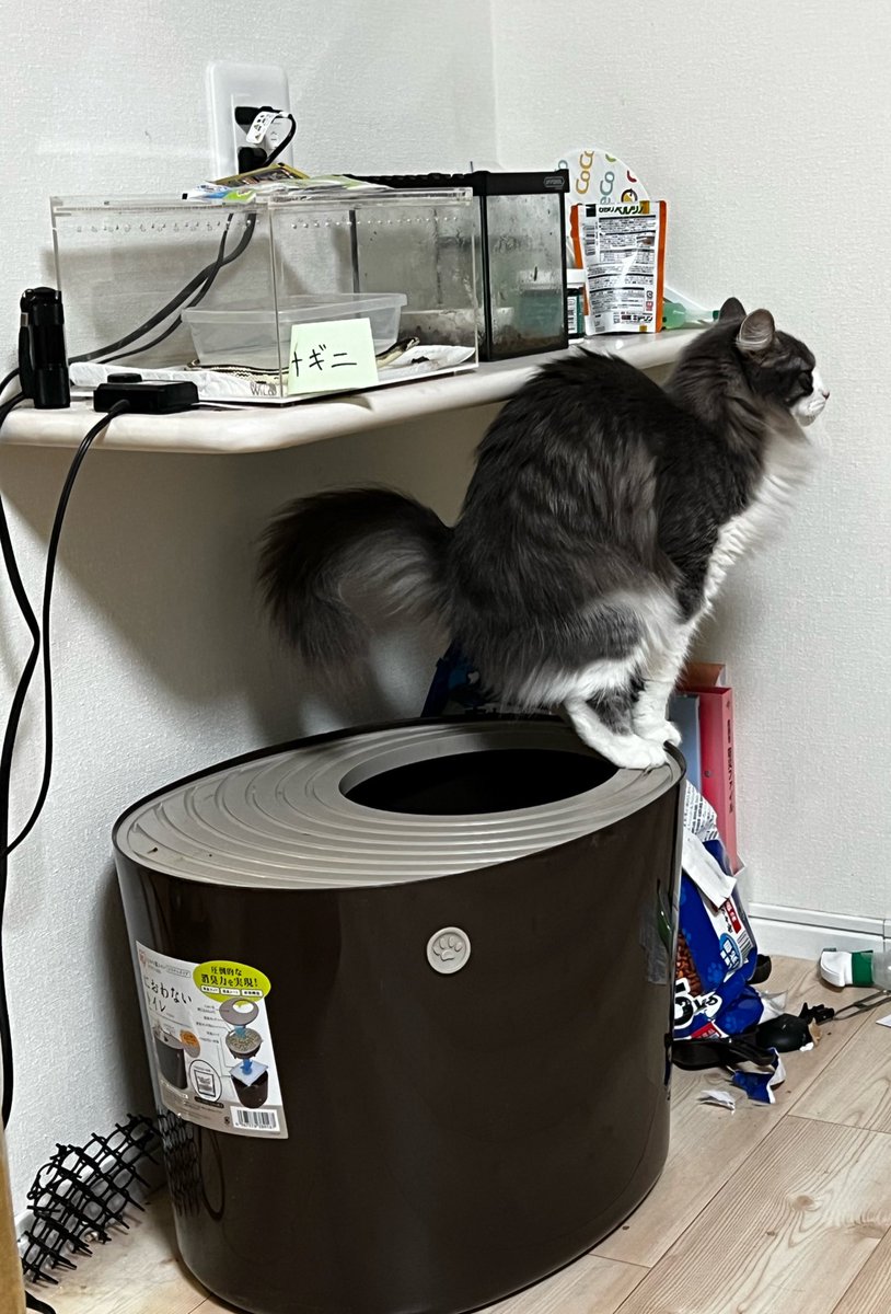 #猫のうんこ顔選手権