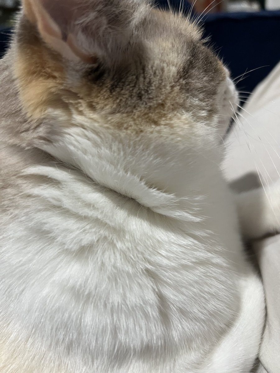 Like a flaky white fish