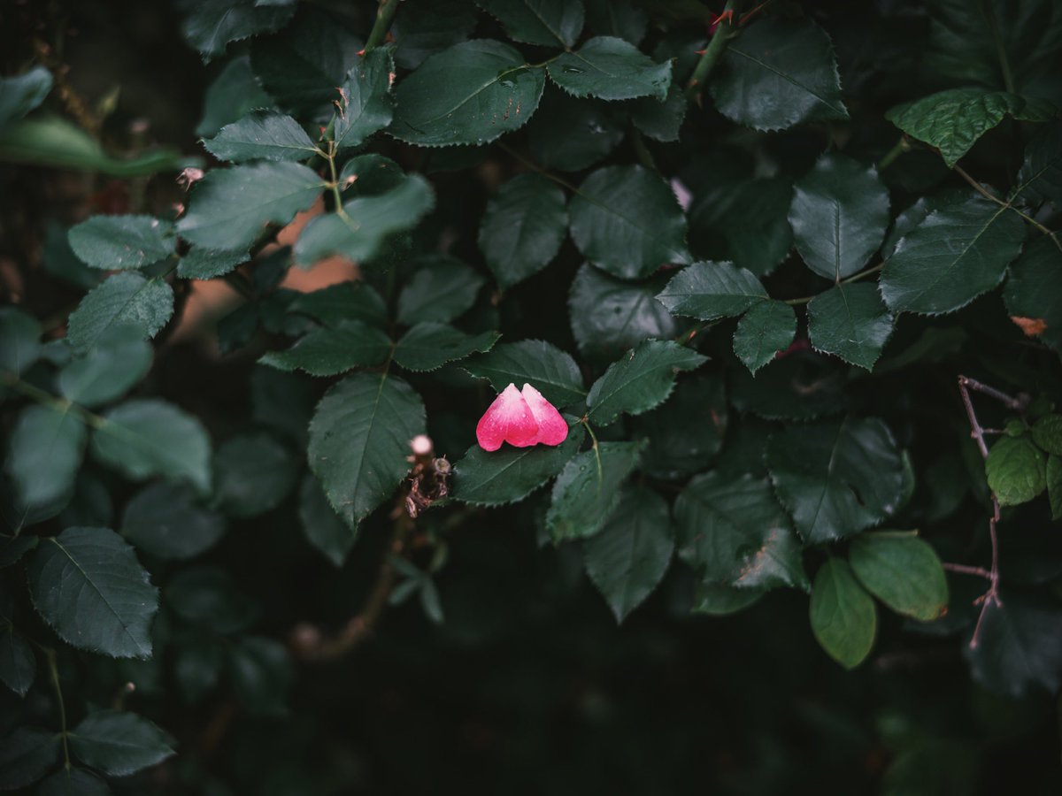 薔薇の香りに包まれて