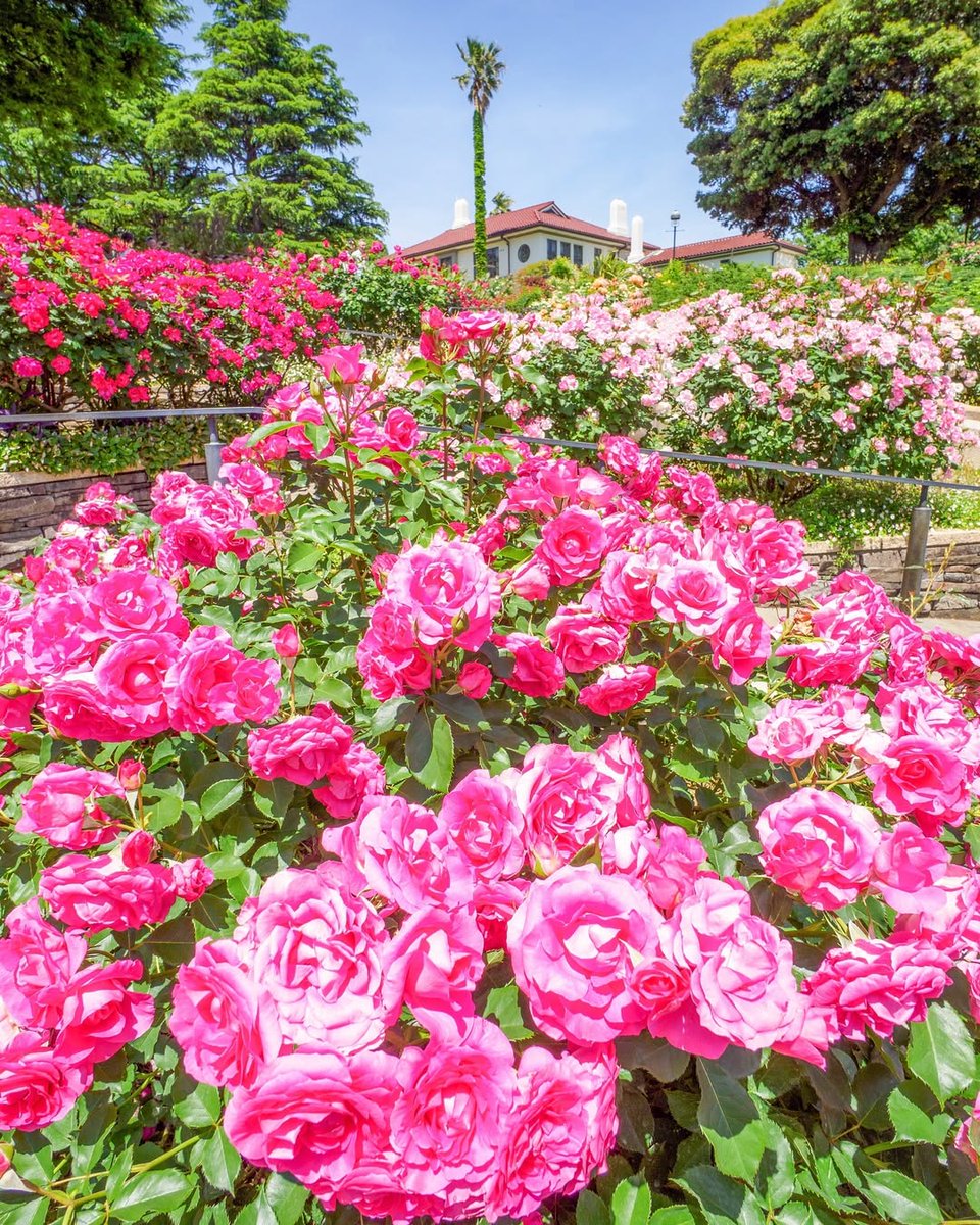 港の見える丘公園の 満開のバラ ＼ 港の見える丘公園は山手の観光