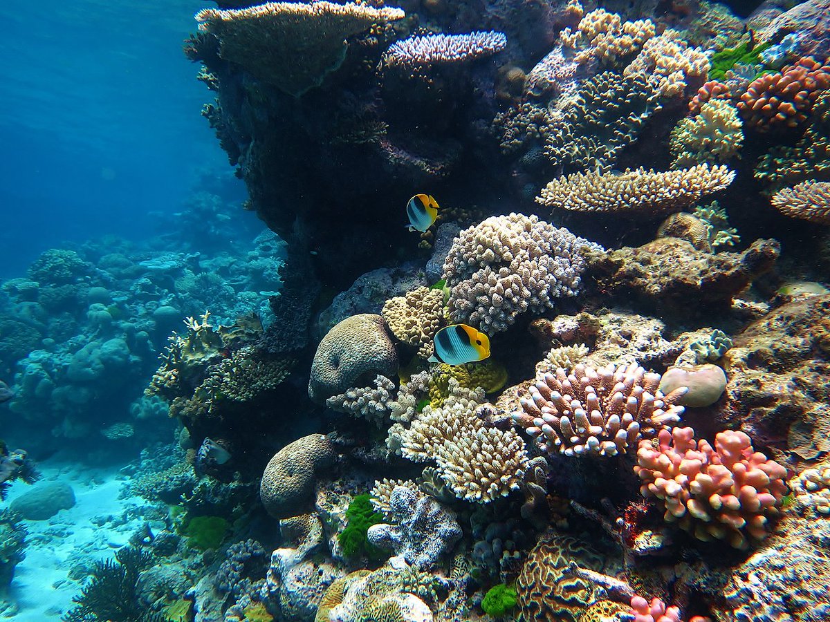 🪸 It is #WorldReefAwarenessDay, a reminder of the vital importance of our reefs and the urgent need for their care.

The Hub is working with researchers, Traditional Owners and managers to map, monitor and protect reefs across Australia, from the tropics to the temperate south.