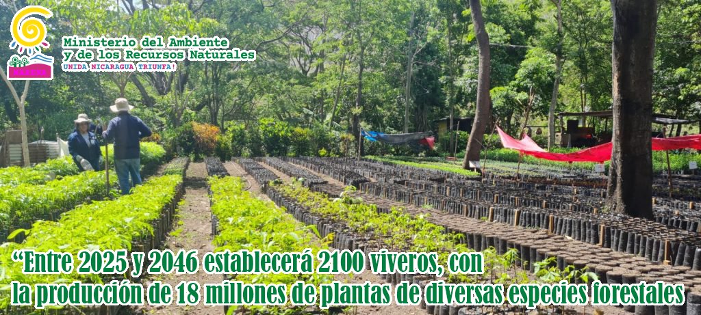 MARENA entre 2025 y 2046 establecerá 2100 viveros, con la producción de 18 millones de plantas de diversas especies forestales. Se reforestarán 18000 hectáreas con plantaciones agroforestales. Se hará monitoreo de 22500 hectáreas de bosque natural. Se darán 300 capacitaciones.