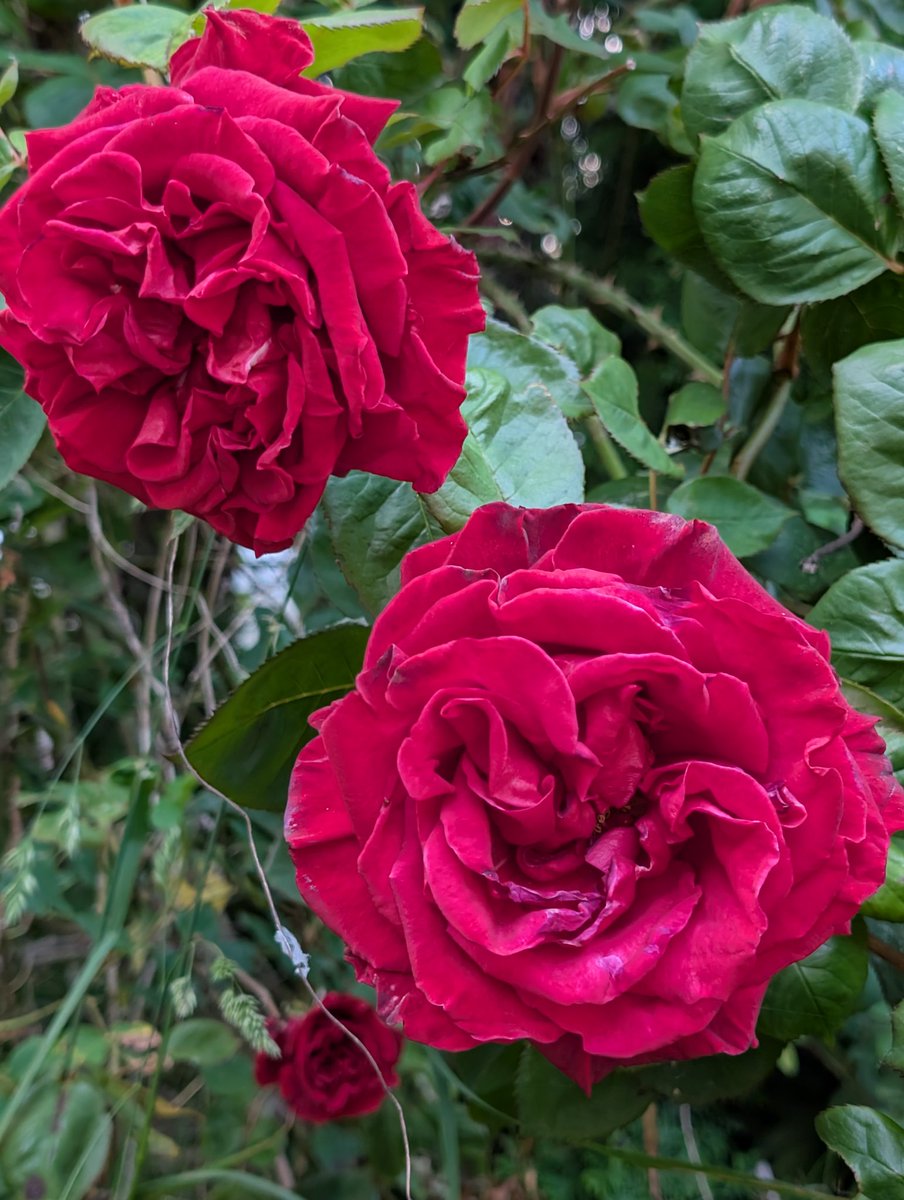 davidelewis's tweet image. It's still May, and the "Jacques Esterel" rose is in full bloom. 🌹