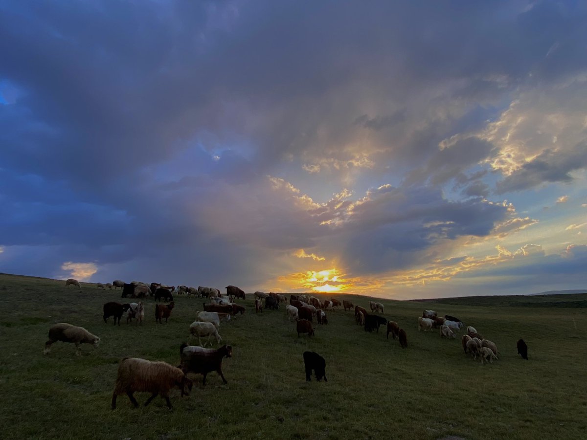 Gecenin laciverti, doğudan sızan altın çizgiyle yavaşça silinirken gün bozkırda doğdu..