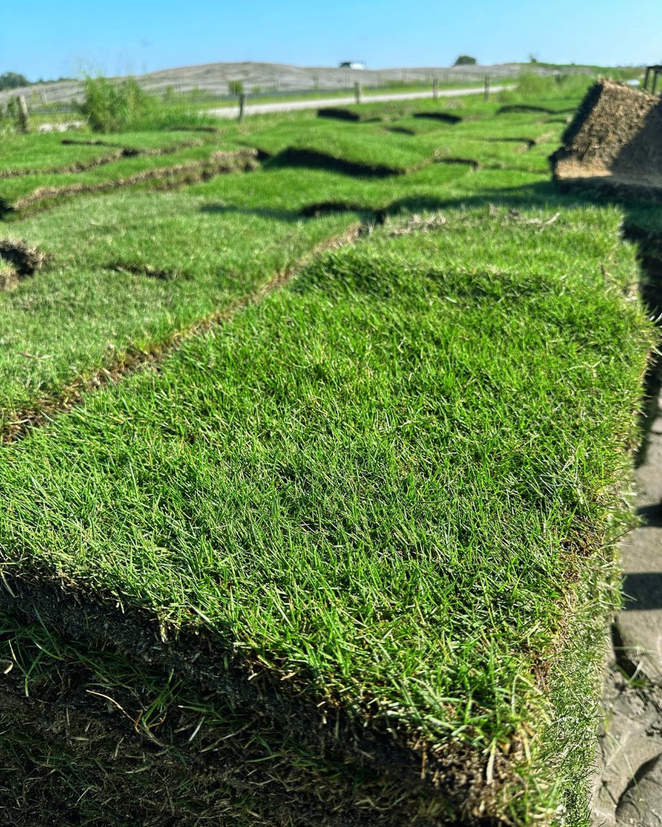 Tired of a thirsty, dull lawn? 🌿 It’s time to upgrade with TifTuf® Bermudagrass!

Installing TifTuf® means:

✅ Lush, green lawn all season
✅ 38% less water use
✅ Faster recovery from stress and traffic

Make your neighbors jealous—install TifTuf® Bermudagrass today!