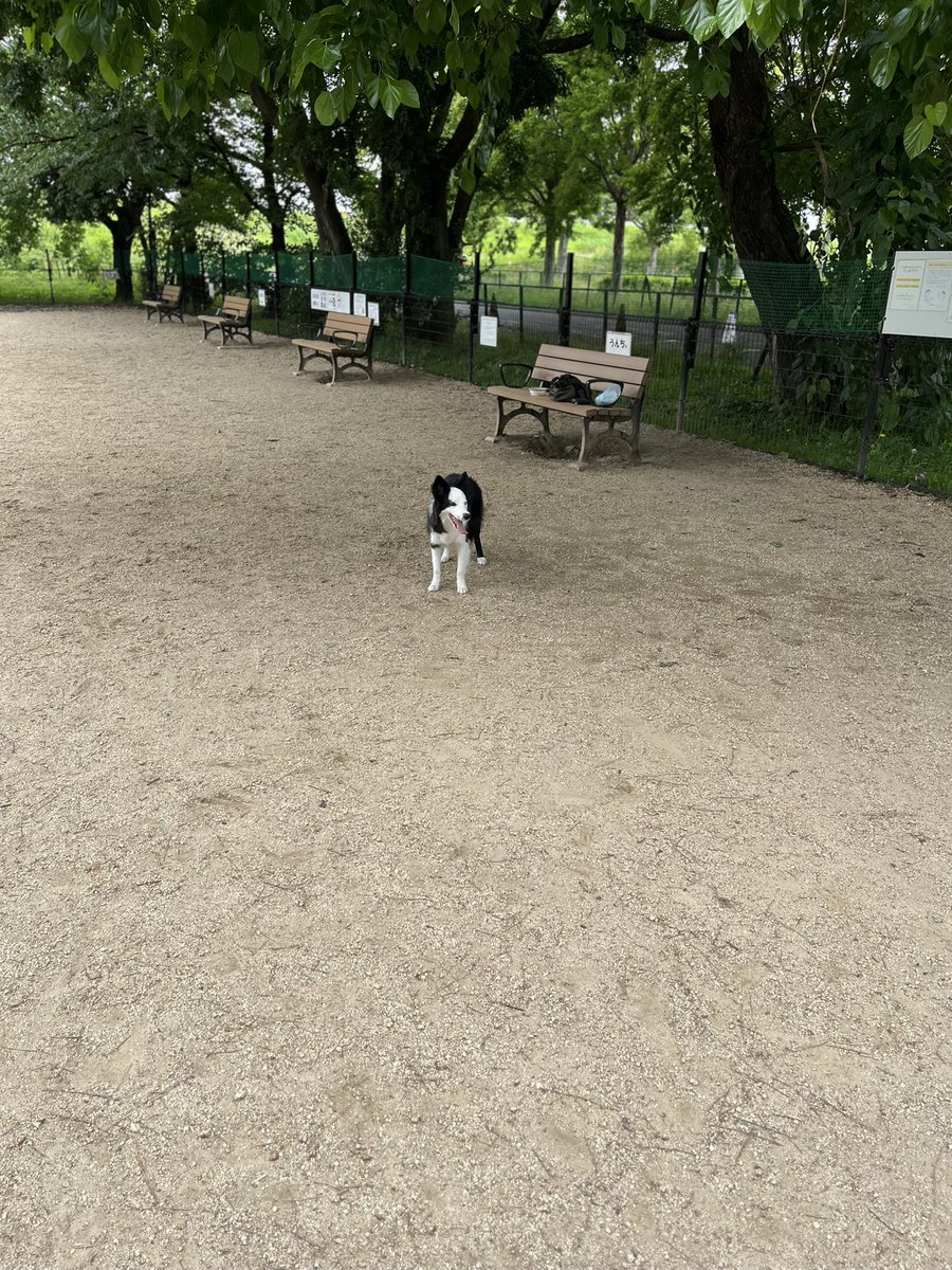 bdg_mouhu's tweet photo. 今日も今日とて🐕🐾 https://t.co/7G2gJXst0v