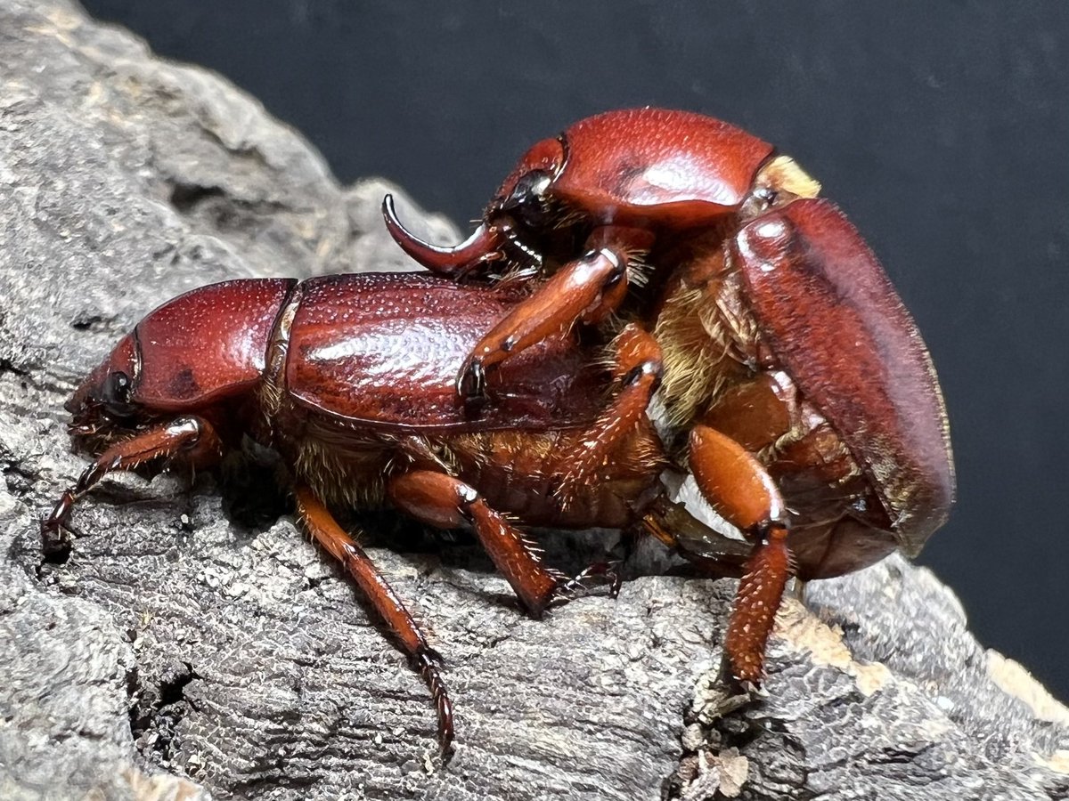 beetle_z's tweet photo. Didrepanephorus mizunumai
North Thailand origin https://t.co/2Lf9HmTzPt