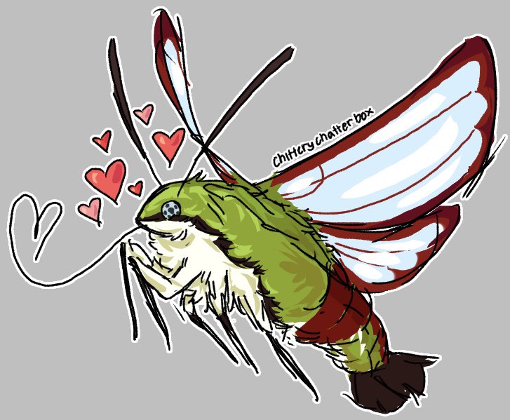 fitasafiddlepie's tweet image. NO MORE
#hummingbirdmoth