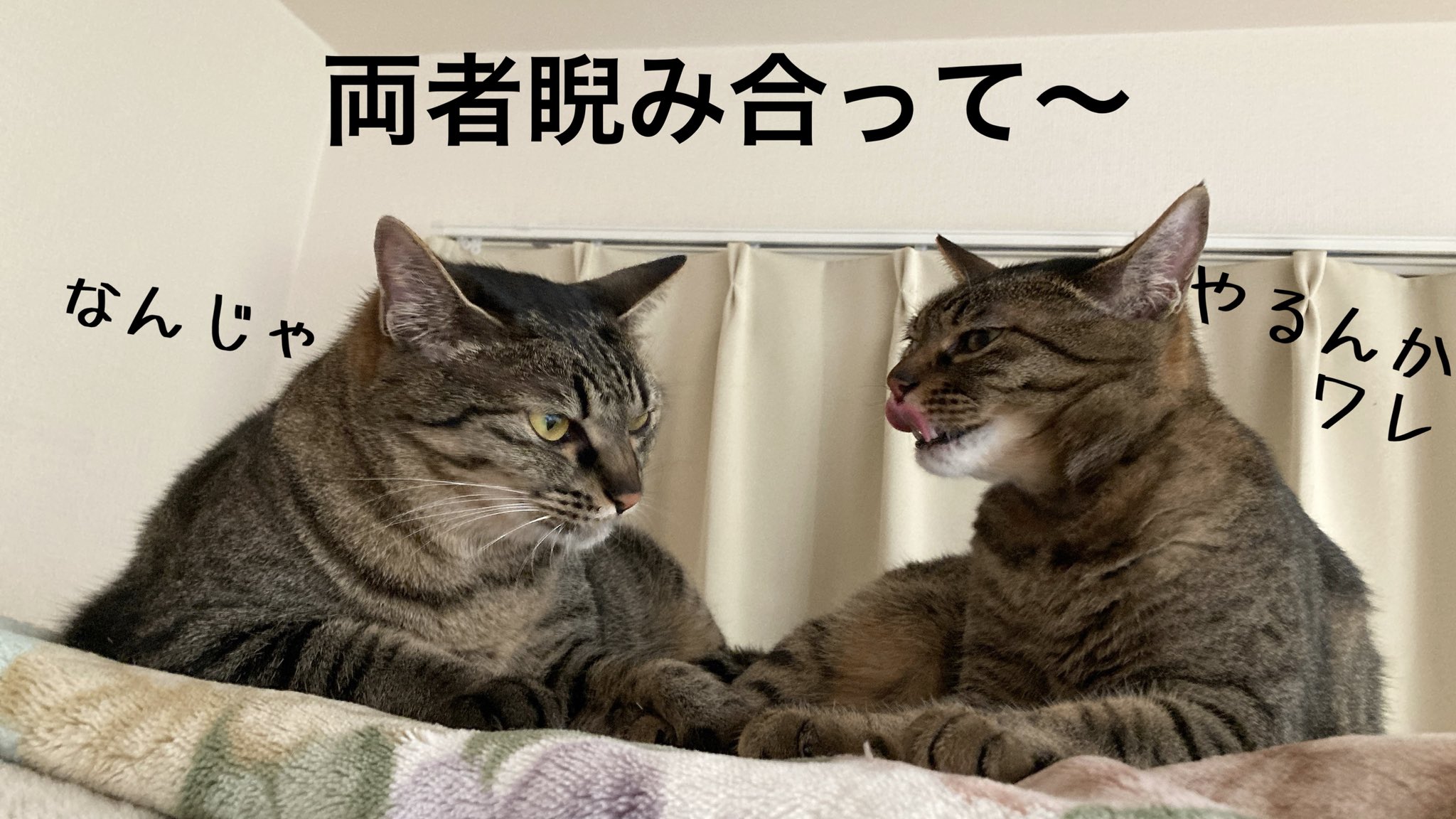 つる927ページです♥️ 楽天市場】＼セール開催中！26(土)AM2時まで／good vibrations