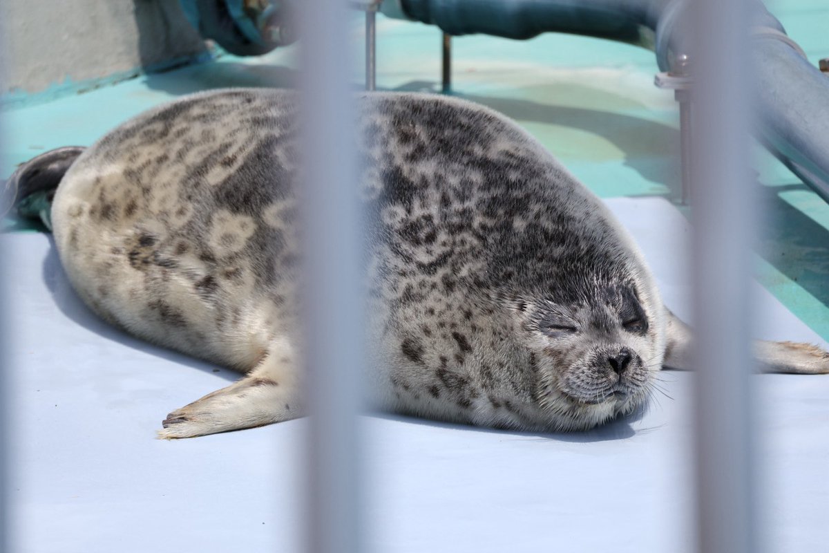 k4i0🦭 tweet media