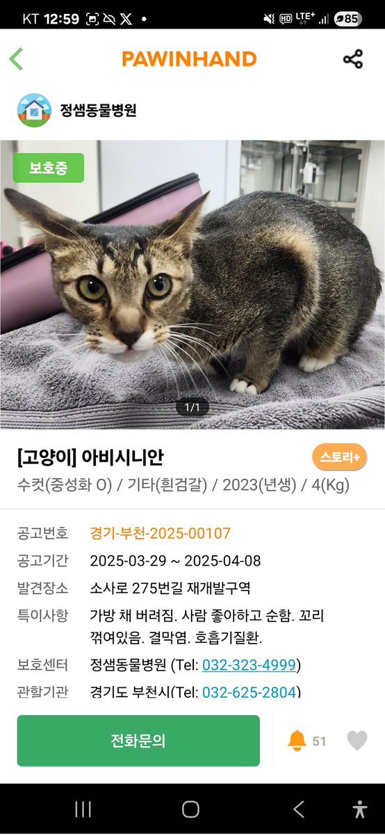 가방채로 버려진 냥이가 아직 입양을 못가고있어요 아비시니안 믹스! 순해요