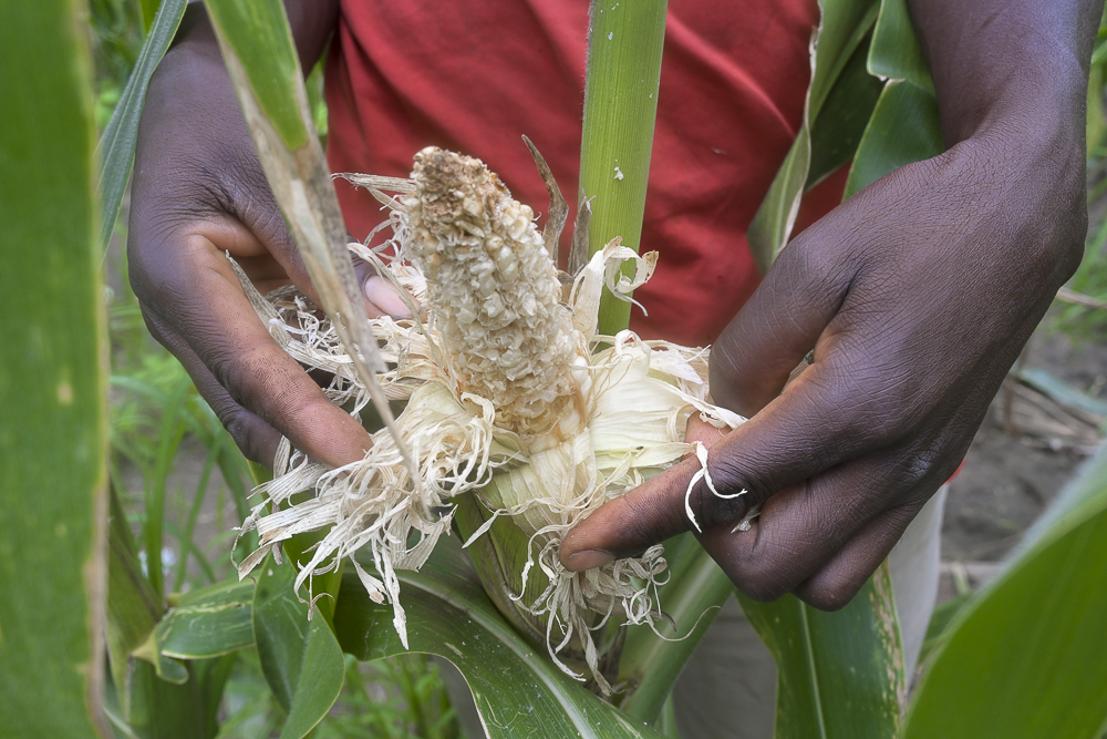 Hunger steals potential, especially when drought and climate challenges hit hard, leaving children malnourished and unable to reach their full potential.

The #ENOUGH campaign is a call to action to nourish every child by supporting farmers with climate-smart solutions.