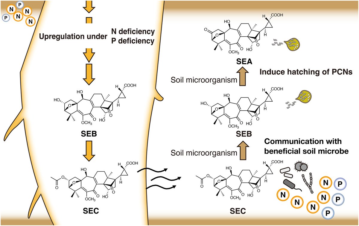 Solanoeclepin C, a root-secreted molecule converted by rhizosphere microbes to hatching factors for potato cyst nematodes

Akiyama et al.

📖 nph.onlinelibrary.wiley.com/doi/10.1111/np…