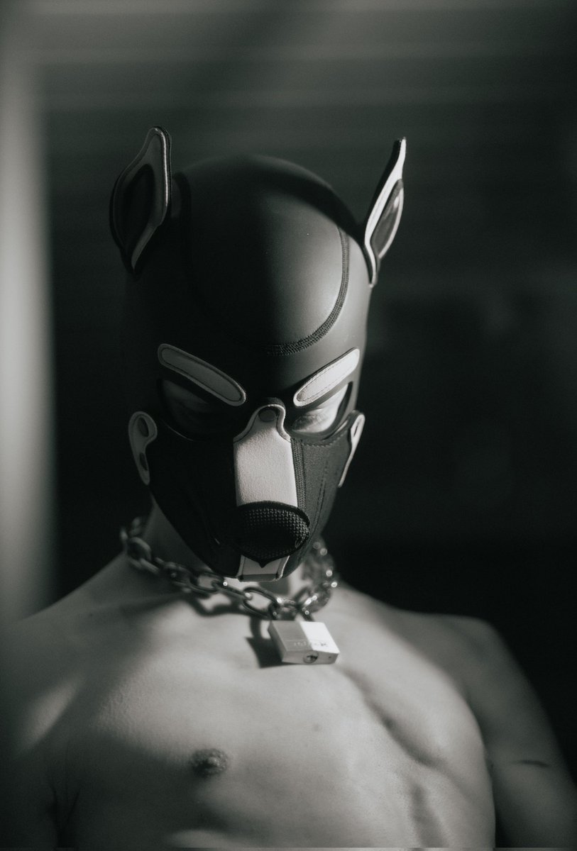 Nilo (@pup_nilo) on Twitter photo 