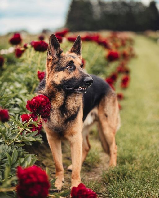 gsd_loversclub's tweet photo. #GermanShepherd #DogsofTwitter #FlowerDog #PeonySeason #GSD #DogLife #BeautifulDog #SpringVibes #PetPhotography #Doggo https://t.co/JXiOYg3Dsa