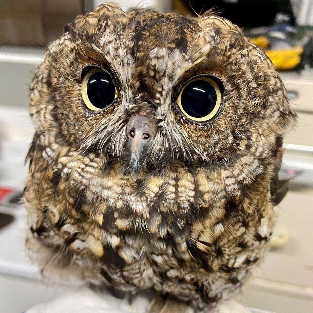 OwlEveryDay's tweet photo. https://t.co/qmCQHMbe3L