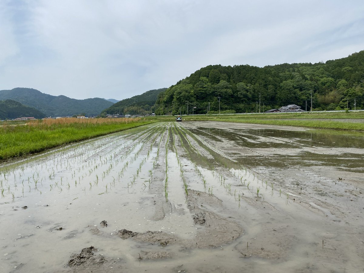 coco_sasayama's tweet image. ニュースでもお米の話題が尽きないですが、coco sasayamaでも田植えを行いました。

収穫まで安心安全なお米を丁寧に育てていきます。

9月の新米を楽しみに。
#田植え　#米作り