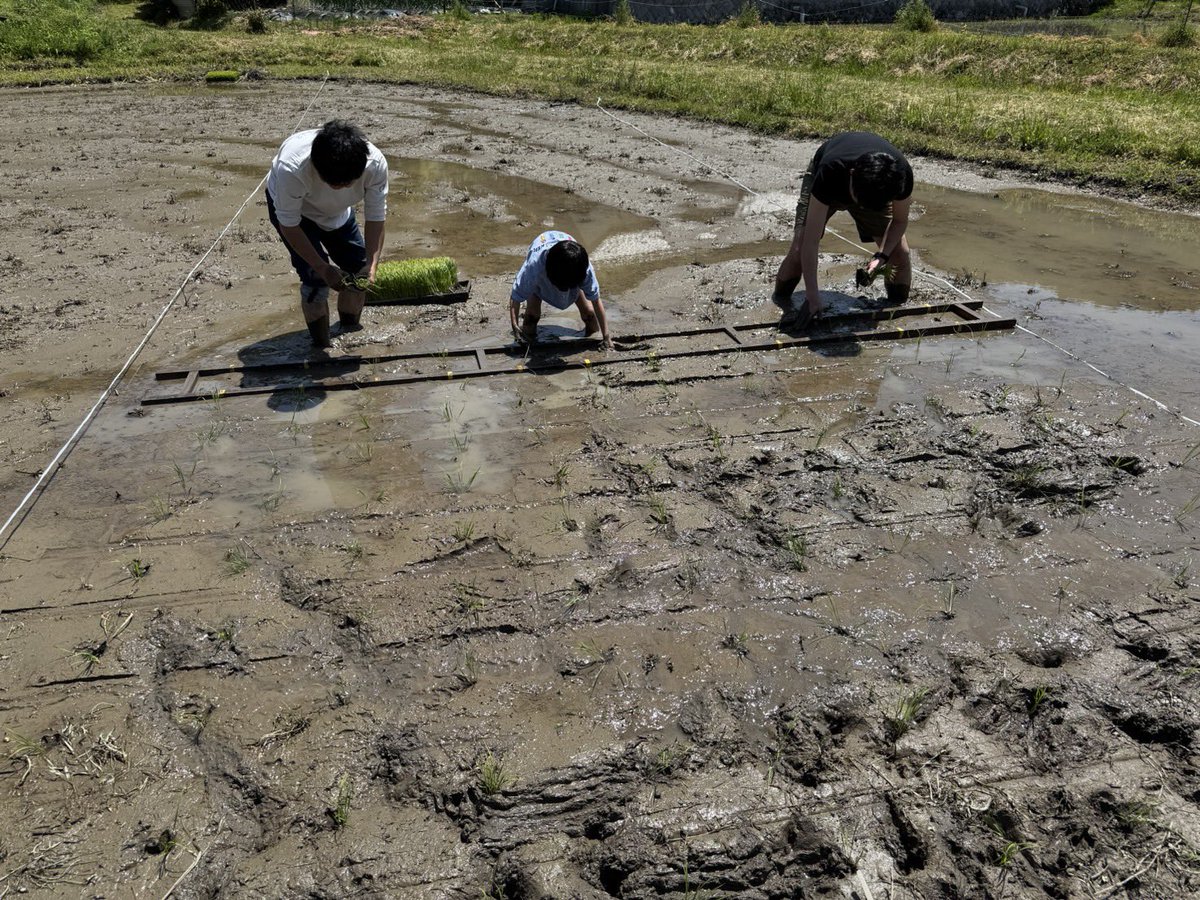 coco_sasayama's tweet image. ニュースでもお米の話題が尽きないですが、coco sasayamaでも田植えを行いました。

収穫まで安心安全なお米を丁寧に育てていきます。

9月の新米を楽しみに。
#田植え　#米作り