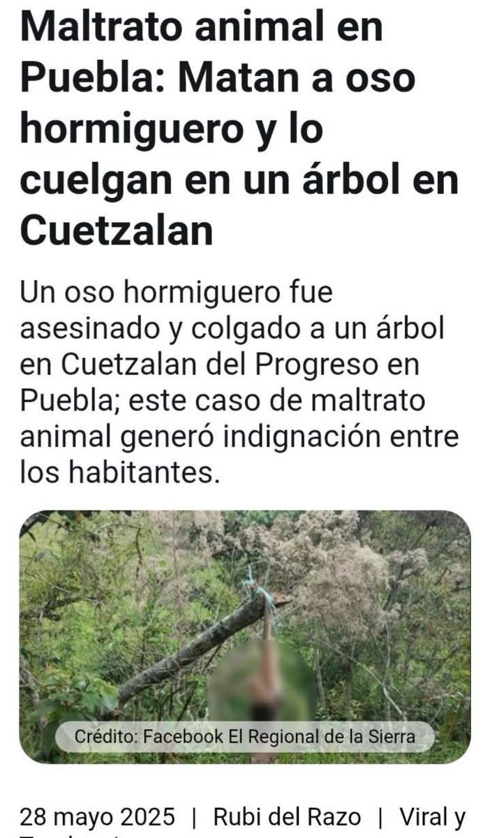 Atención <a href="/PROFEPA_Mx/">PROFEPA</a> <a href="/FiscaliaPuebla/">FGE Puebla</a>  <a href="/IBAGobPue/">Instituto de Bienestar Animal PUE</a> urge su intervención. CCP. <a href="/armentapuebla_/">Alejandro Armenta</a>