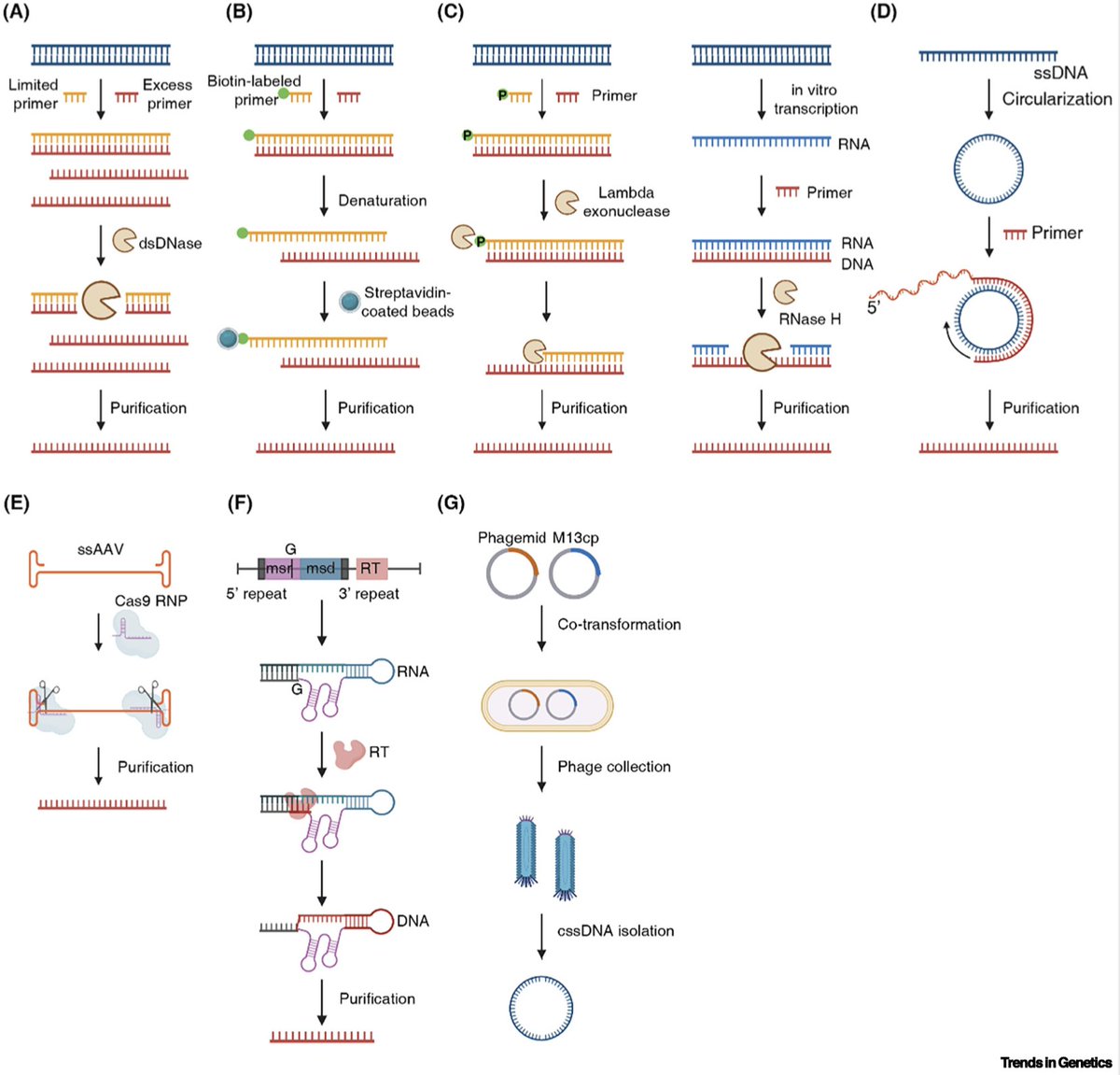 "production of long ssDNA"

Optimizing homology-directed repair for gene editing: the potential of single-stranded DNA donors
sciencedirect.com/science/articl…