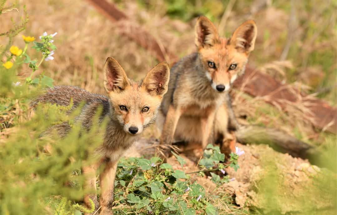 carlos romero Photography - Wildlife Photographer tweet media