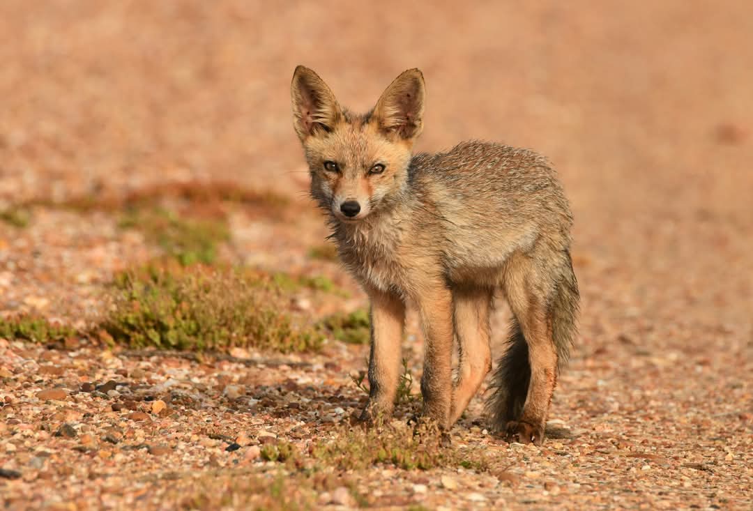 carlos romero Photography - Wildlife Photographer tweet media