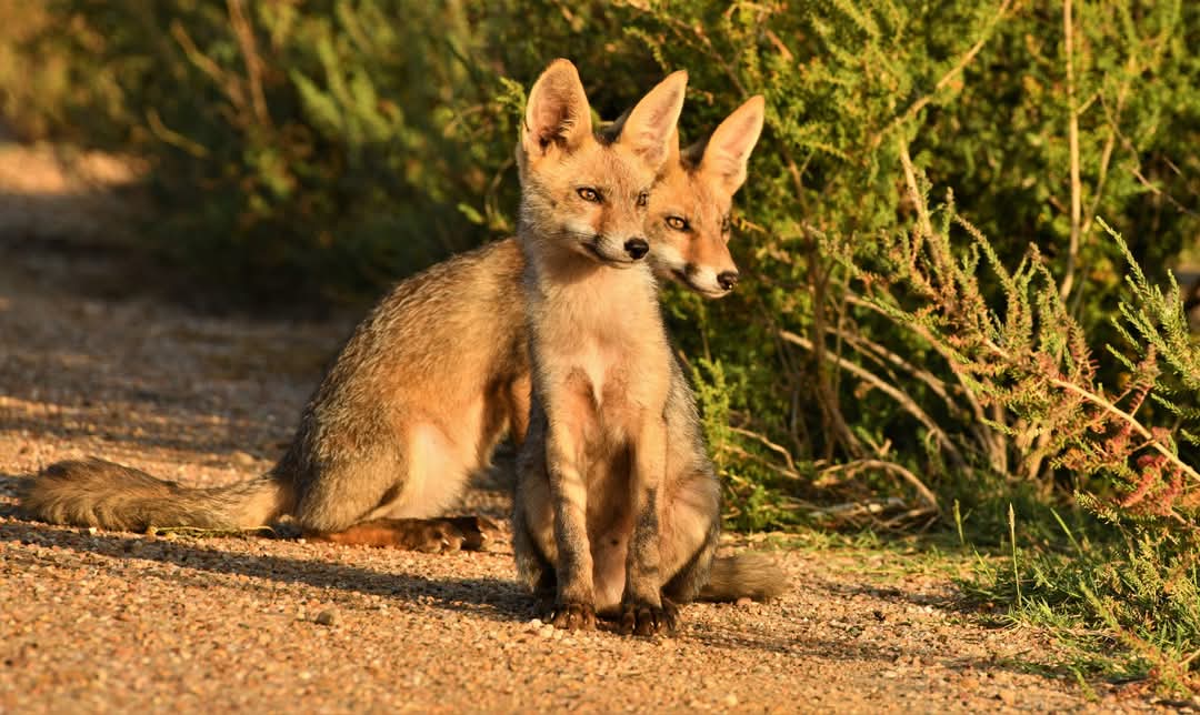 carlos romero Photography - Wildlife Photographer tweet media