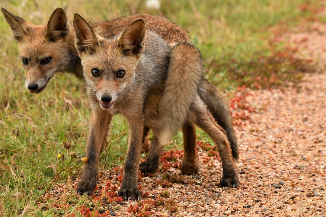 carlos romero Photography - Wildlife Photographer tweet media