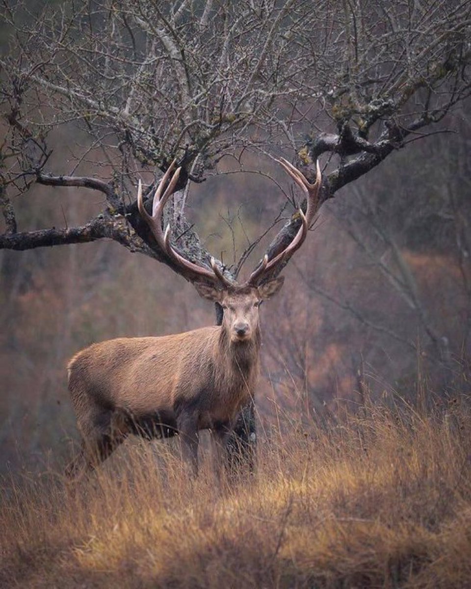 praisethecamera's tweet image. Timing is crucial in photography 🦌
