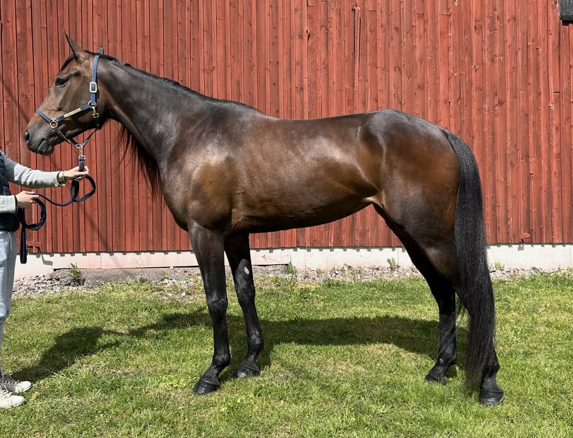 Högkapable Kismet K. är en av över 40 spännande nummer på travera.nu denna vecka. Välkommen att kolla in utbudet!