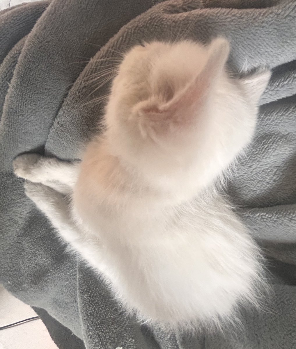 chchchmimimi's tweet photo. 날이 따뜻해지니 다들 상온에 음식 두지 마세요 저는 심지어 무릎에 흰곰팡이가 피기 시작했네요 https://t.co/KCRsw7Z9w1