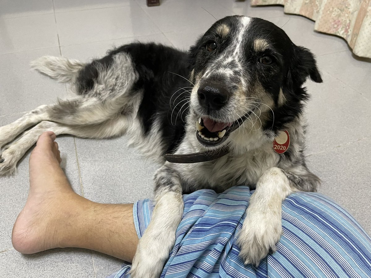 Max_Chee's tweet image. God! I miss her so much. And I don’t know what else to do but to think about her post her picture. I miss you much Panda. You really made our house a home. #pets #rainbowbridge