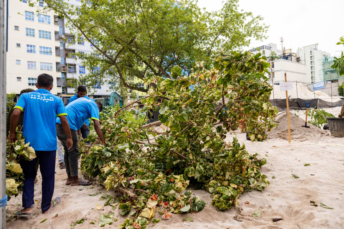 މާލެ ސިޓީއަކީ ފެހިފިނިތަނަވަސް ސިޓީއަކަށް ބަދަލުކުރުމުގެ މަސައްކަތުގެ ތެރެއިން މާފަންނު މައިޒާނުގައި ލ.އަތޮޅު ކައުންސިލް ރައީސް <a href="/Gamuissey/">Ismail Ali</a> ގަސްއިންދުން
#FehiFiniThanavasMale 
<a href="/adamazim/">Mayor of Male’ City - Adam Azim</a>  <a href="/LAtollCouncil/">Laamu Atoll Council </a>